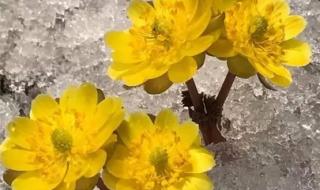 冰凌花是保护植物吗